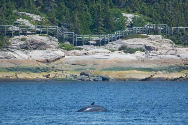 Motel De L'Anse A L'Eau Tadoussac Exteriér fotografie